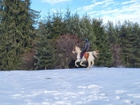 Horse Riding Day Trip in the Rila Mountain - Housity