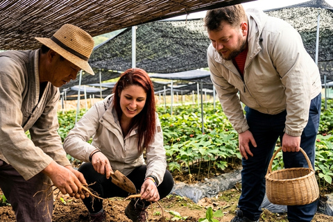 Paju Day tour: DMZ Peace Gondola & Ginseng Farm Experience Dongdaemun Designer Hotel