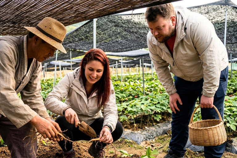 Paju Day tour: DMZ Peace Gondola & Ginseng Farm Experience Dongdaemun Designer Hotel