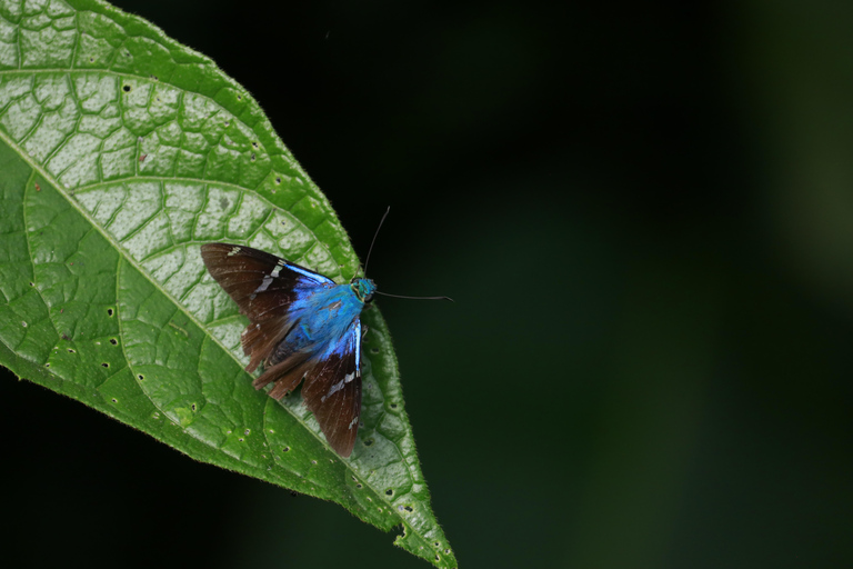 Monteverde: Private Nighttime Wildlife Tour