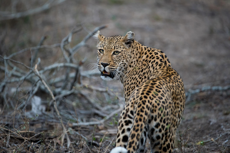 Jodhpur To Udaipur : Leopard Safari, Ranakpur & Kumbhalgarh