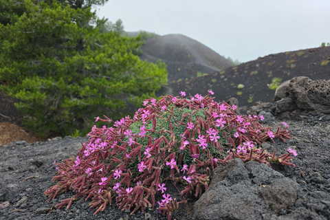 Mt. Etna: Volcano Tour from Catania with Certified Guide and Tasting Etna: Tour from Catania to discover the volcano with a certified guide