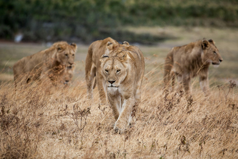 Escursione di un giorno nel cratere di Ngorongoro