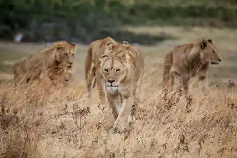 Hazyview: Safári de dia inteiro no Parque Nacional Kruger