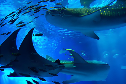 Kaiyukan Aquarium Entry Ticket & Ocean Life Guide