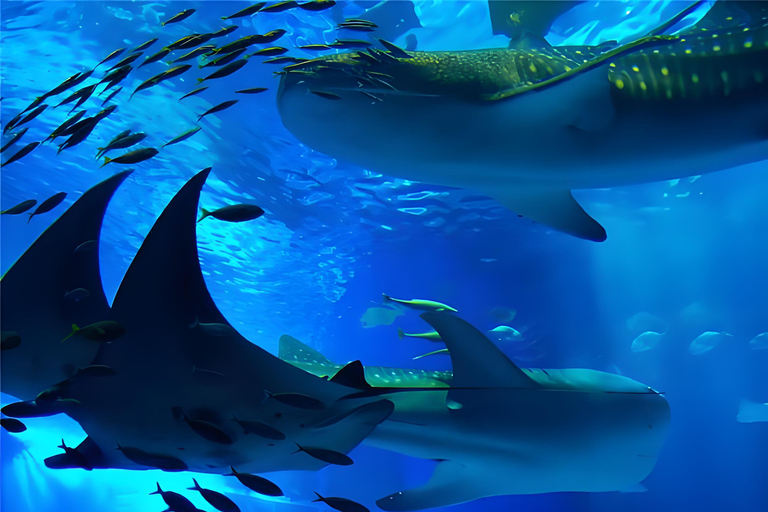 Kaiyukan Aquarium Entry Ticket & Ocean Life Guide
