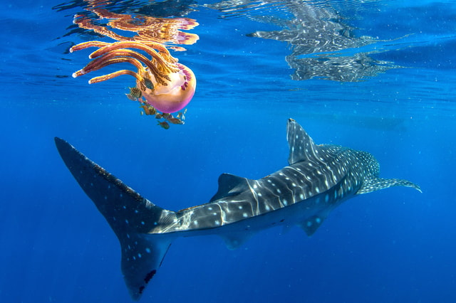 Cebu: Oslob Whale Shark Swim and Sumilon Island Day Tour