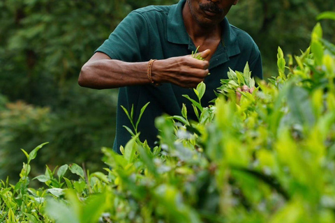 Kandy: Nuwara Eliya Secret & Historical Sightseeing Tour