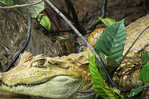 From Madre de Dios ||Night trekking in the Amazon jungle