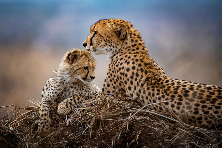 Safari de lujo de 9 días por el Parque Kruger y Ciudad del CaboSafari de 9 días por el Parque Kruger y Ciudad del Cabo en autocar de lujo