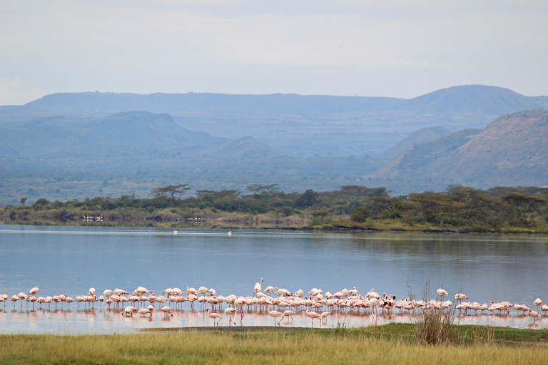 4-dniowe safari na kempingu Maasai Mara i nad jeziorem Nakuru jeepem 4x4