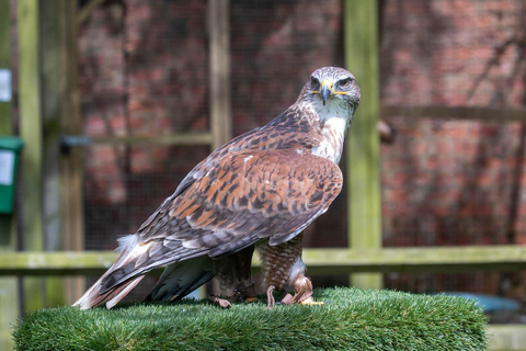 York: entrada para o centro de aves de rapina de York