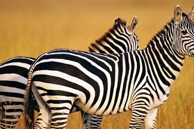 From Johannesburg: 2-Day Kruger National Park Safari