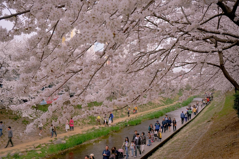 Busan Beachside Cherry Blossom Tour