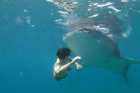 Oslob: obserwacja rekinów wielorybich, wyspa Sumilon i obserwacja małpOslob: Obserwacja rekinów wielorybich, wyspa Sumilon i małpy