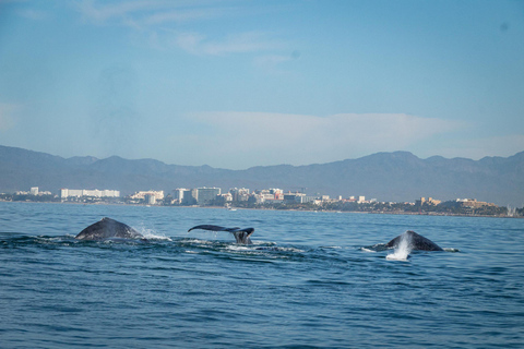 Puerto Vallarta: Whale & Dolphin Watching with Hydrophone