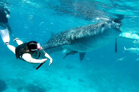 Cebu:Oslob Whale Sharks, Tumalog Falls & Moalboal Snorkeling