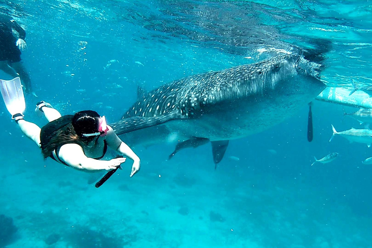 Cebu:Oslob Whale Sharks, Tumalog Falls & Moalboal Snorkeling