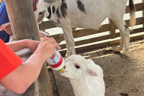 Auckland: Sheepworld, Honey Centre, & Kauri Trail Tour