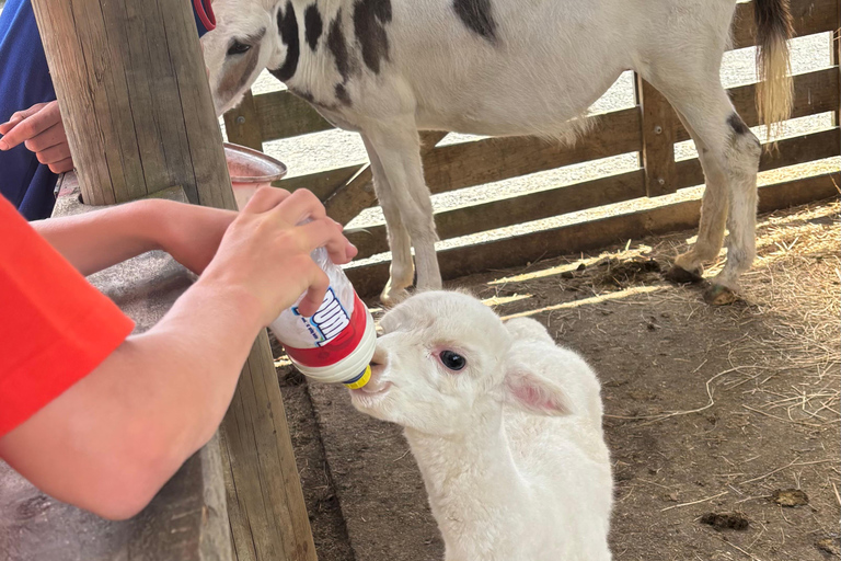 Auckland: Sheepworld, Honey Centre, & Kauri Trail Tour