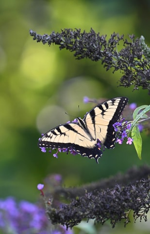 Wildlife Photography Tour in Washington DC!