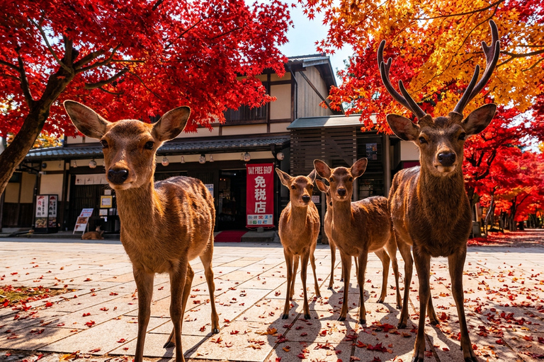 Osaka: Nara, Kyoto, and Arashiyama Day Trip with Train Ride Small Group (1–13 People, Meeting Point Pickup)