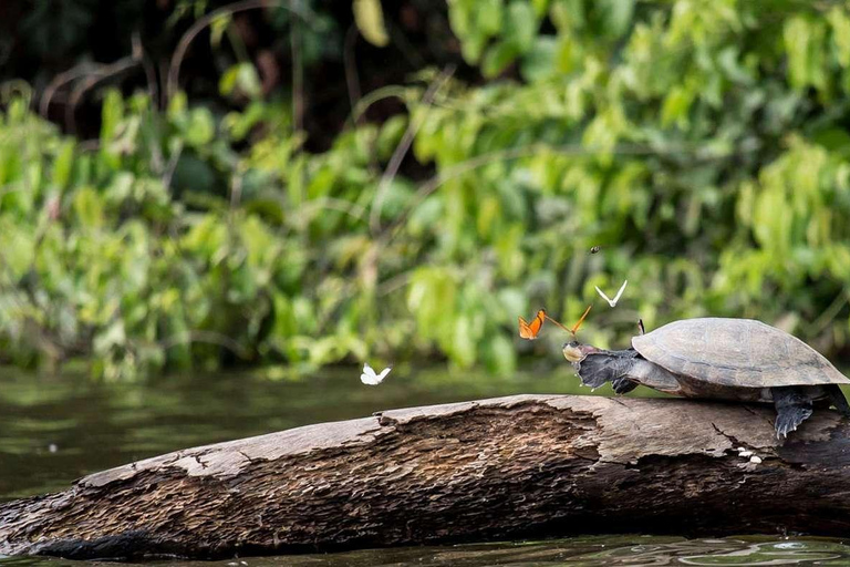 EXCURSIÓN DEL MONO 2D/1N