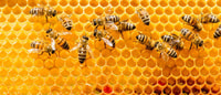 Merida, Tour di esplorazione di World of Melipona Bees - Housity