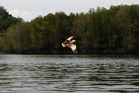 Langkawi: Kilim Geoforest Park Mangrove Boat Tour - 3 Hour