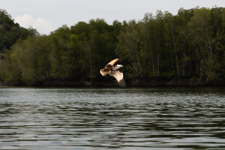 Langkawi: Kilim Geoforest Park Mangrove Boat Tour - 3 Hour