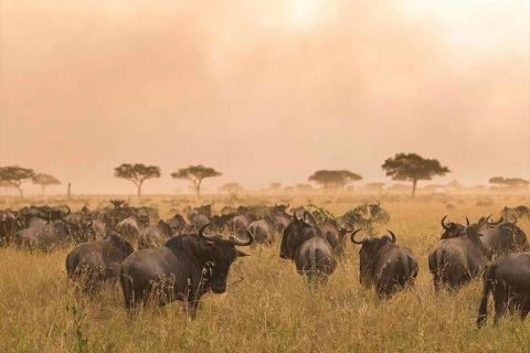 Arusha: 5 day joint safari in northern circuit Tanzania Tanzania Wildlife Expedition: Serengeti Migration & Beyond.