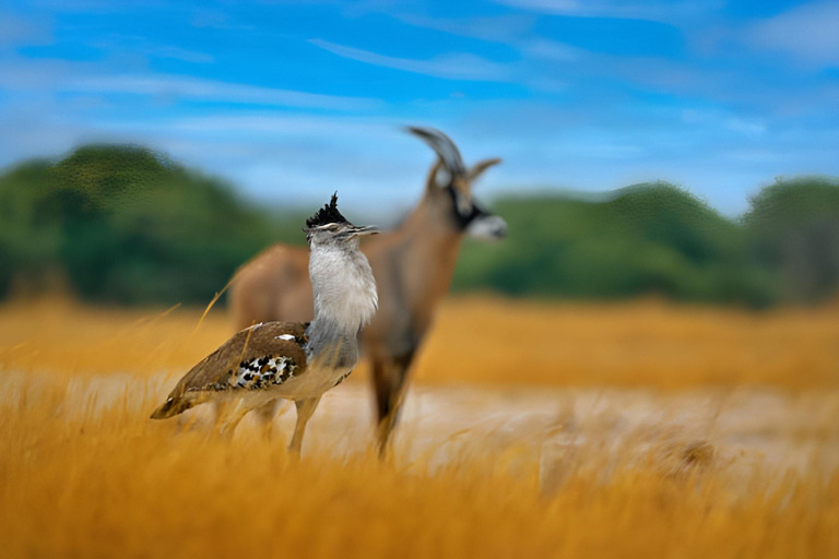 Séjour safari de 4 jours en Tanzanie à Noël et au Nouvel AnSéjour de 4 jours en Tanzanie pour Noël et le Nouvel An