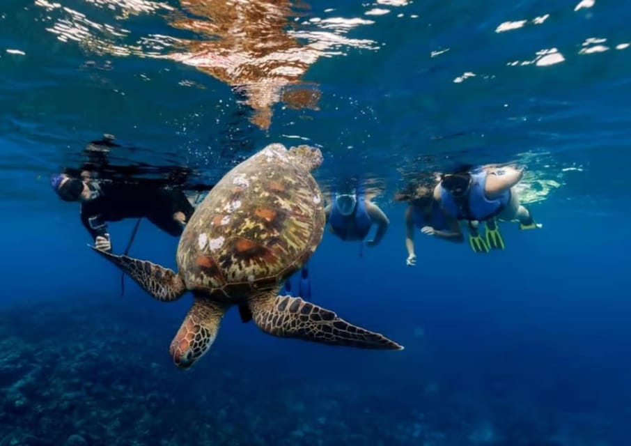 Tahiti : excursion privée d'une journée : snorkeling et observation de baleines