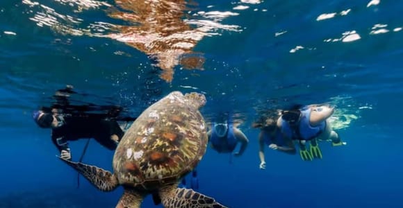 Tahiti: Private Full-Day Snorkeling and Whale Watching Tour