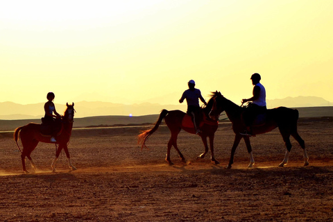 Marsa Alam: Reiten bei Sonnenuntergang mit Abendessen, Show und Sternenguckerei