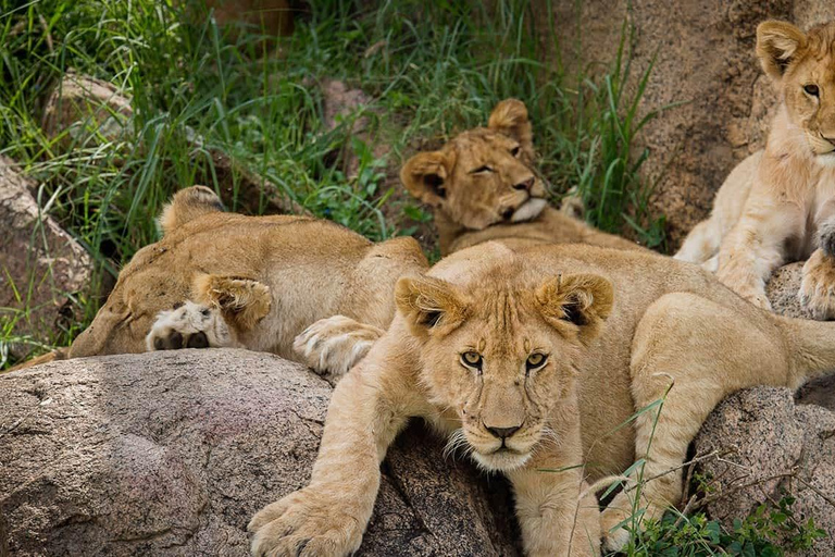 Z Zanzibaru: 2-dniowe safari w Serengeti z przelotami