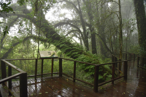 Chiang Mai : Rizières en terrasses de Pa Bong Piang et Doi Inthanon