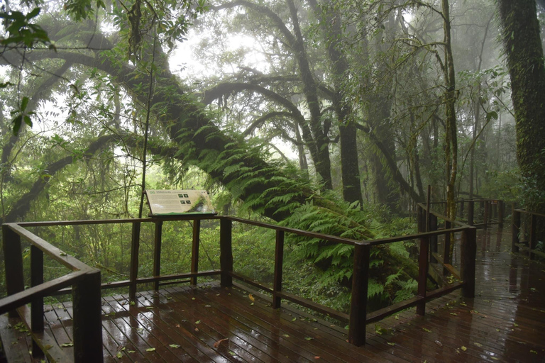 Chiang Mai: Tarasy ryżowe Pa Bong Piang i Doi Inthanon