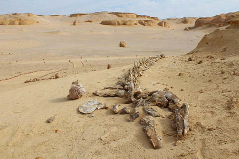 Ontdek Wadi Hitan, het prehistorische wonder van Egypte!Ontdek Wadi Hitan, het prehistorische wonder van Egypte! 4 personen