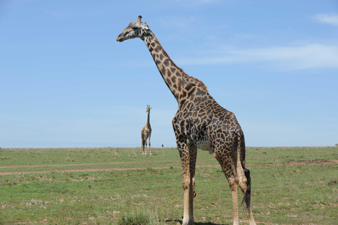 Picnic Breakfast with a Nairobi National Park Safari