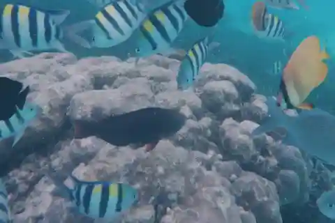 Zanzibar: esperienza di snorkeling sull'isola di Mnemba