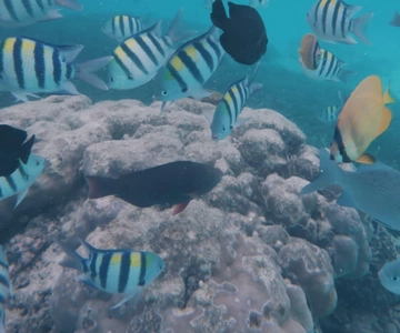 Zanzibar: Mnemba Island Snorkeling Experience