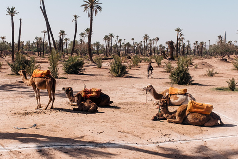 Passeio de camelo em Palmerie de MarrakechPasseio de camelo em Marrakech