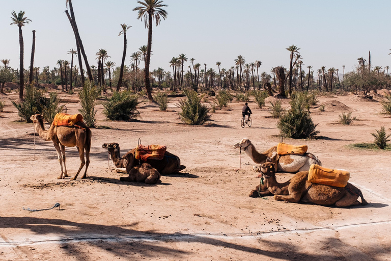 Kameelrit in de Palmerie van MarrakechKameelrit in Marrakech