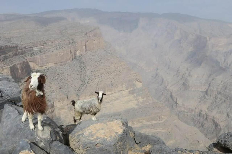 Jebel Shams Summit: Oman's Highest Peak & Grand Canyon Hike