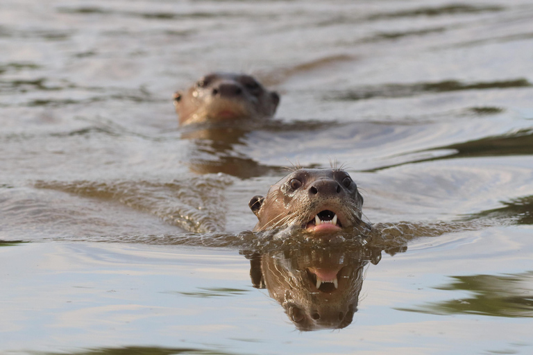 Puerto Maldonado: 3-Day Tambopata National Reserve Tour