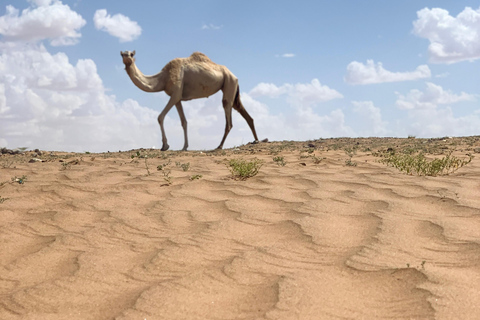 Muscat: Wahiba Desert &amp; Wadi Bani khalid Private Tour+Lunch