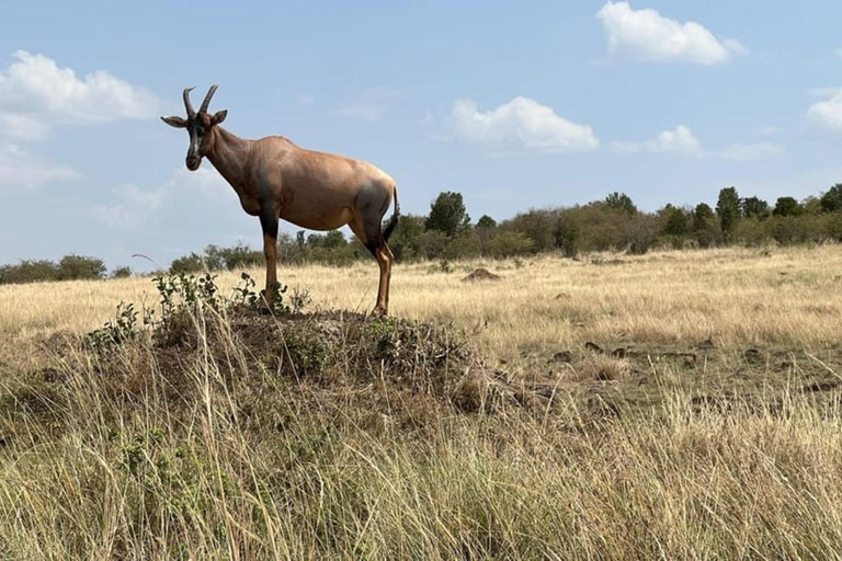 From Nairobi Safari: 4-Day Maasai Mara and Lake Nakuru