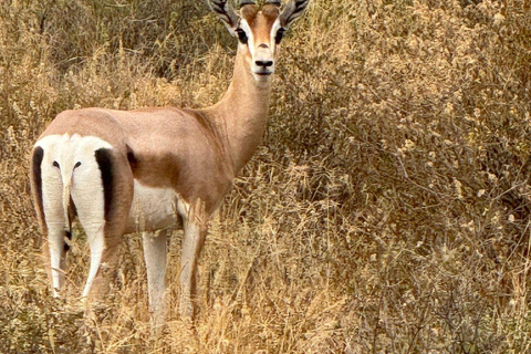 Nairobi: 4 Days epic trip to Amboseli, Tsavo West & East