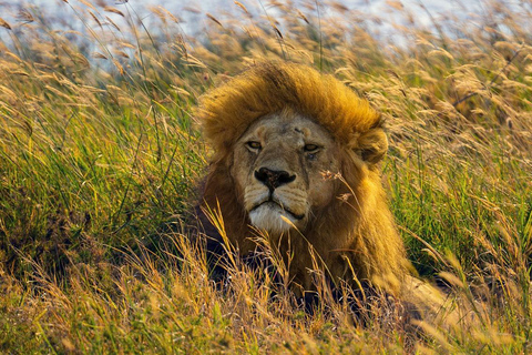 Desde Zanzíbar: Safari de 1 día a Mikumi en avión